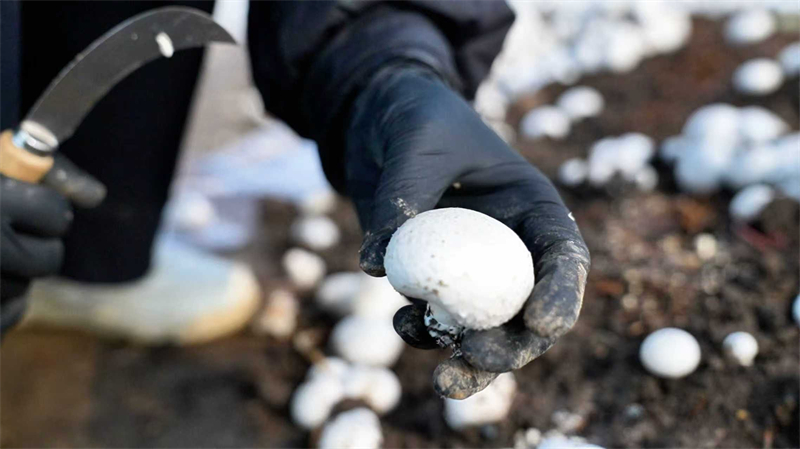 1765339648587130.jpg 圖片2.jpg