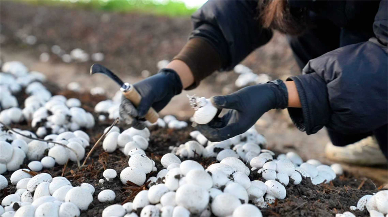 1765339654884888.jpg 圖片3.jpg