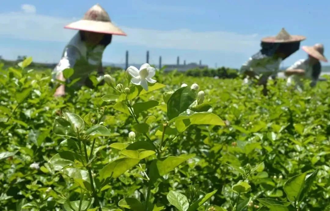 來福建，見非遺，這些高級技藝你了解多少？中國傳統制茶技藝.jpg
