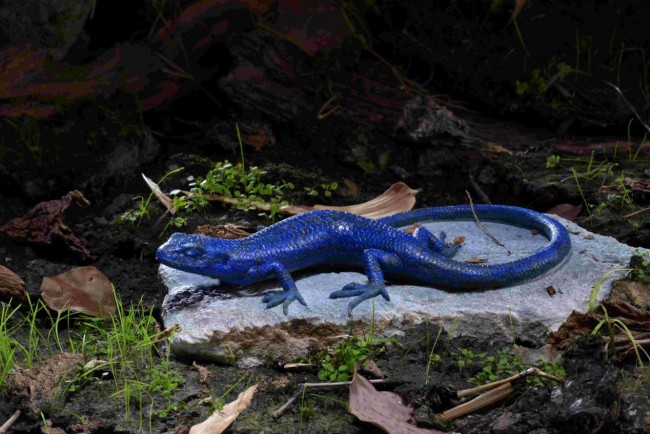 林榮泰.作 《永恒的藍(lán)蜥》 榮獲中國工藝美術(shù)精品博覽會“金獎”.jpg